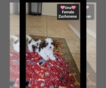 Small #2 Havanese-Zuchon Mix