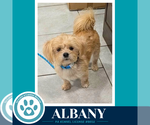 Small Photo #3 Shih Tzu-Unknown Mix Puppy For Sale in Kimberton, PA, USA