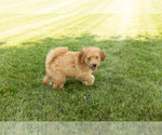 Small Goldendoodle-Poodle (Miniature) Mix