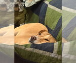 Small #2 Labrador Retriever Mix