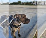 Small Photo #7 Boxador Puppy For Sale in FULSHEAR, TX, USA