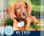 Small #3 Dachshund Mix