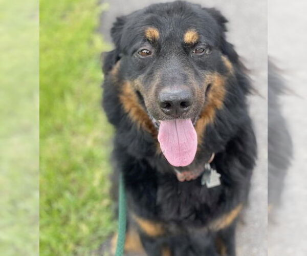 Medium Photo #4 Bernese Mountain Dog-Collie Mix Puppy For Sale in Houston, TX, USA