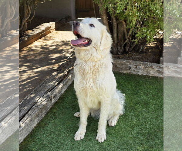 Medium Photo #4 Great Pyrenees Puppy For Sale in Albuquerque, NM, USA