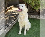 Small #3 Great Pyrenees