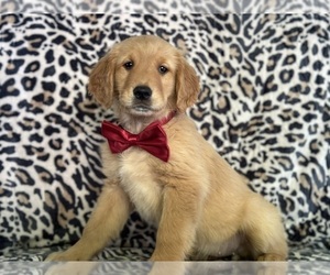 Golden Retriever Puppy for sale in LANCASTER, PA, USA