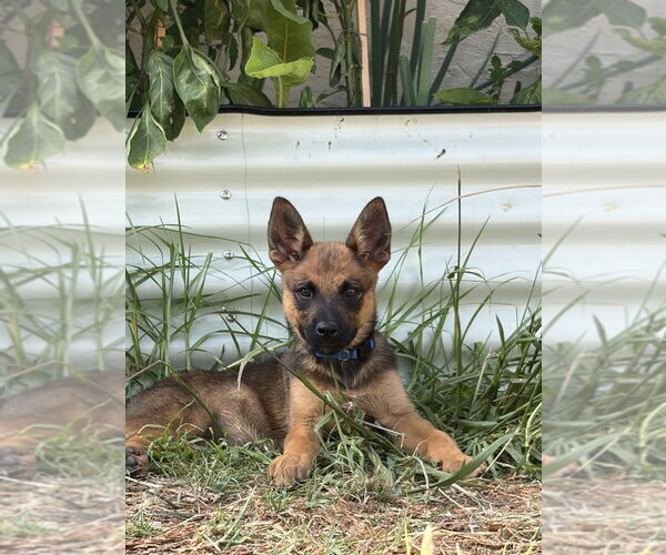 Medium Photo #2 Mutt Puppy For Sale in Dana Point, CA, USA