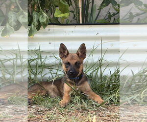 Kaia - Female Mutt Dog for Adoption - Photo #2