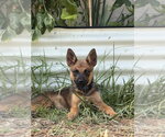 Small #1 Mutt
