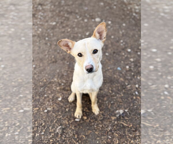 Medium Photo #3 Feist Terrier-Unknown Mix Puppy For Sale in Corning, AR, USA