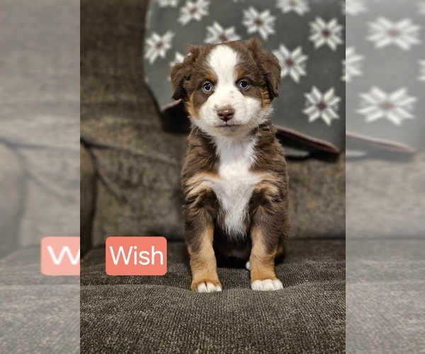 Medium Photo #1 Miniature Australian Shepherd Puppy For Sale in HOLBROOK, AZ, USA