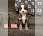 Small Photo #1 Miniature Australian Shepherd Puppy For Sale in HOLBROOK, AZ, USA