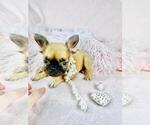 Small #9 French Bulldog