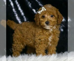 Medium Poodle (Toy)