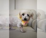 Small Photo #6 Mutt Puppy For Sale in Arlington, VA, USA