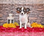 Small #9 Chihuahua