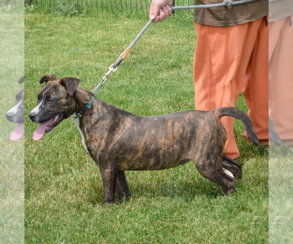 Medium Photo #5 Boxer-Bull Terrier Mix Puppy For Sale in Huntley, IL, USA