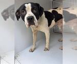 Small American Pit Bull Terrier Mix