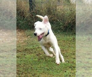 SALVADOR - Male Boxer-Huskies  Mix Dog for Adoption - Photo #5