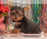 Small Photo #6 Yorkshire Terrier Puppy For Sale in SAFFORD, AZ, USA
