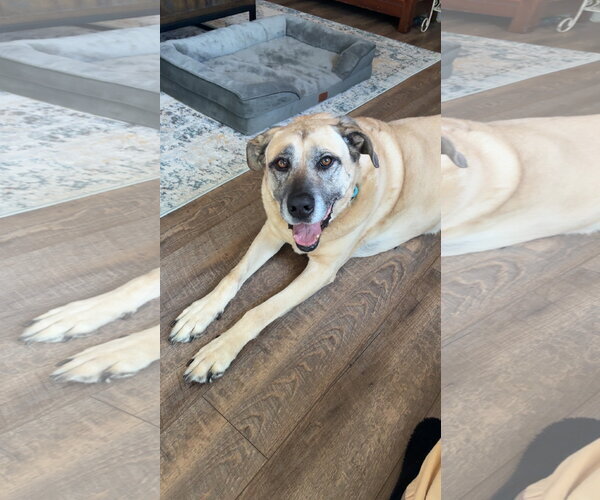 Medium Photo #3 Anatolian Shepherd Puppy For Sale in Thomasville, NC, USA