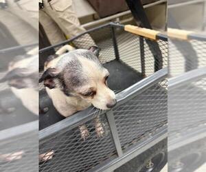 Chihuahua-Unknown Mix Dogs for adoption in Conroe, TX, USA