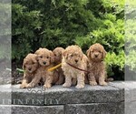 Small #1 Goldendoodle (Miniature)