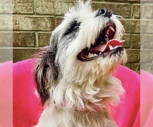 Shih Tzu-Unknown Mix Dogs for adoption in Missouri City, TX, USA
