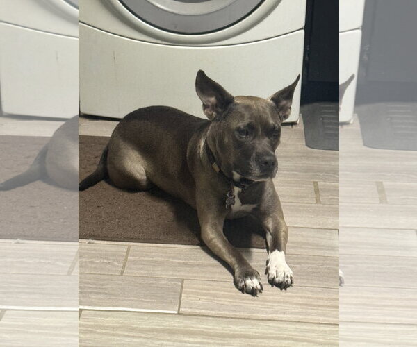 Medium Photo #1 American Pit Bull Terrier-Unknown Mix Puppy For Sale in Calhoun, GA, USA