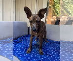 Small #1 American Pit Bull Terrier Mix