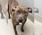 Small American Pit Bull Terrier Mix