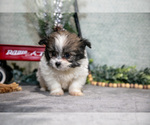 Small Photo #6 Shiranian Puppy For Sale in SHILOH, OH, USA