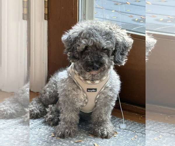 Medium Photo #7 Poodle (Miniature) Puppy For Sale in Wheaton, IL, USA
