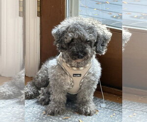 Ella - Female Poodle (Miniature) Dog for Adoption - Photo #7