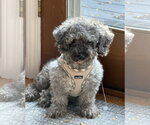 Small Photo #7 Poodle (Miniature) Puppy For Sale in Wheaton, IL, USA