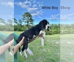 Puppy White Boy Great Dane