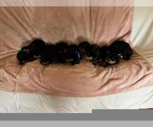 Rottweiler Puppy for sale in ARAB, AL, USA