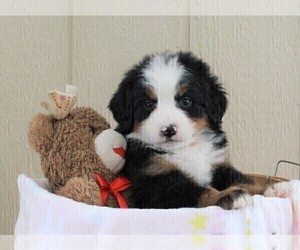 Bernese Mountain Dog Puppy for sale in FREDERICKSBURG, OH, USA