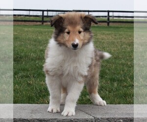Collie Puppy for sale in FREDERICKSBURG, OH, USA