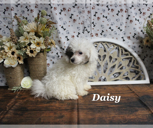 Medium Photo #4 Poodle (Toy) Puppy For Sale in CHANUTE, KS, USA