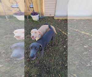 Labrador Retriever Dogs for adoption in LANSING, MI, USA