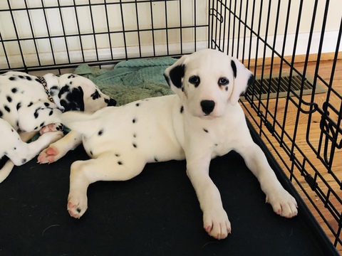 Medium Photo #13 Dalmatian Puppy For Sale in ASHEBORO, NC, USA