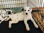Small Photo #13 Dalmatian Puppy For Sale in ASHEBORO, NC, USA