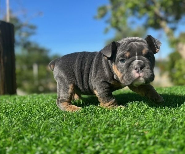 Medium Photo #4 English Bulldog Puppy For Sale in LA JOLLA, CA, USA