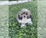 Small #2 Shih Tzu