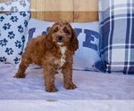 Small Photo #1 Cockapoo-Poodle (Miniature) Mix Puppy For Sale in WARSAW, IN, USA