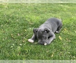 Small Photo #34 American Bully Puppy For Sale in OVERLAND, KS, USA