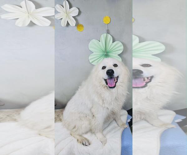 Medium Photo #1 Great Pyrenees Puppy For Sale in Spring, TX, USA