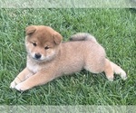 Puppy Bonny Shiba Inu