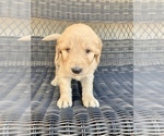 Small Photo #3 Goldendoodle Puppy For Sale in ELIZABETH, CO, USA